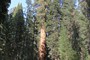 Sequoiatræer, Sequoia National Park (20070527_0052).