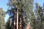 Sequoiaer, Sequoia National Park (20070527_0078).
