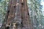 Mand ved sequoiatrææ, Sequoia National Park (20070527_0106).