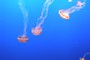 Monterey Bay Aquarium (N36º 37.074' W121º 54.114'), Monterey (20070614_0030).