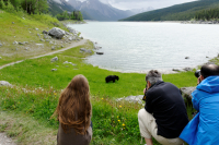 Sort bjørn, Medicine Lake, Jasper, Canada.