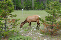 Wapiti-hjort, Jasper, Canada.