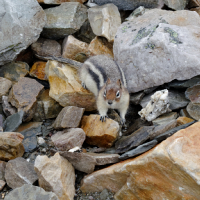 Chipmunk, Whistlers Mountain, Jasper, Canada.