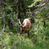 Wapiti-hjort, Banff, Canada.