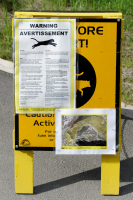 Cougar Warning, Banff, Canada.
